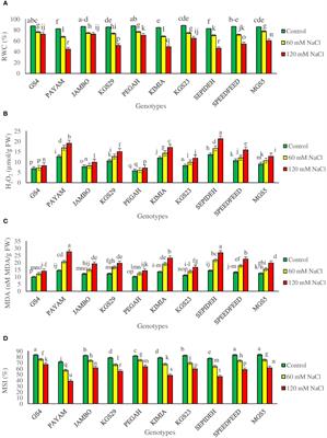 Understanding salinity stress responses in sorghum: exploring genotype variability and salt tolerance mechanisms